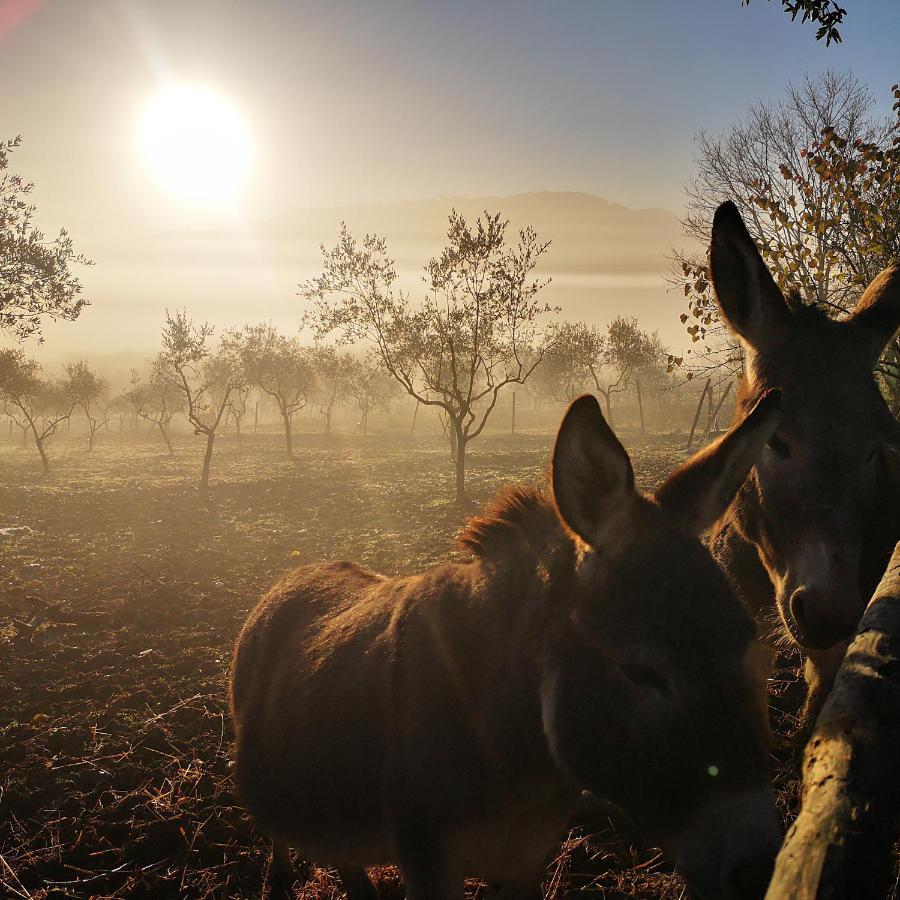 Agriturismo Grecinella Casole dʼElsa Exteriér fotografie